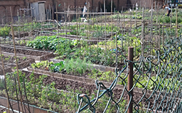 Comunicazione sull’accesso alle aree degli orti urbani del comune di Reggio Emilia